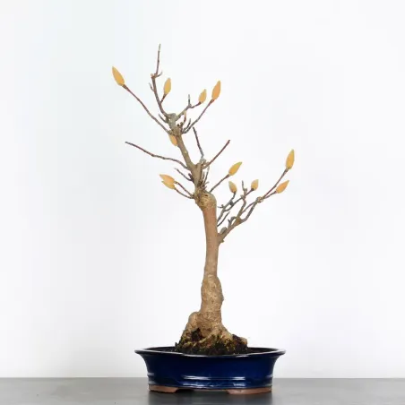 Bonsai Magnolia