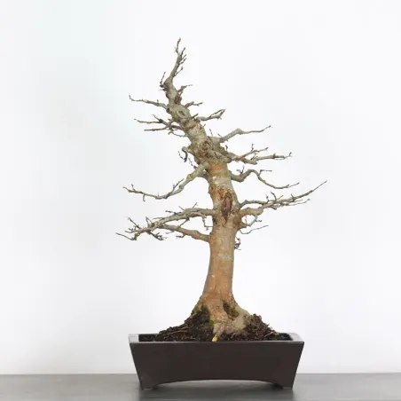 Bonsai Charmes CH-1-8