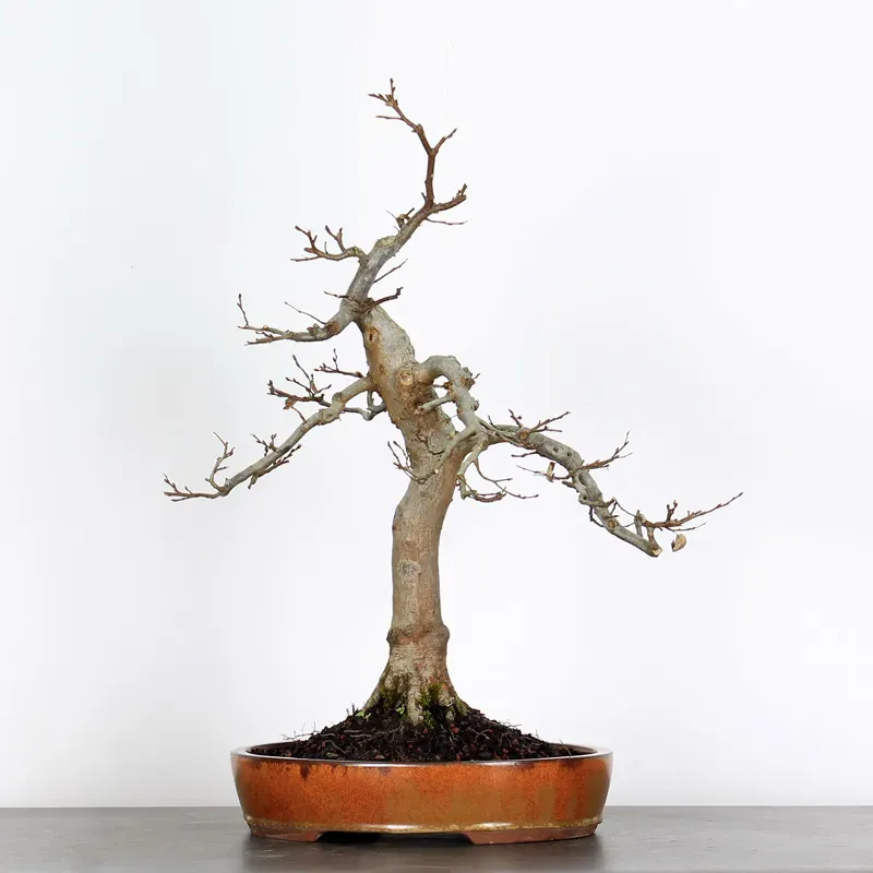 Bonsai Charmes CH-2-10