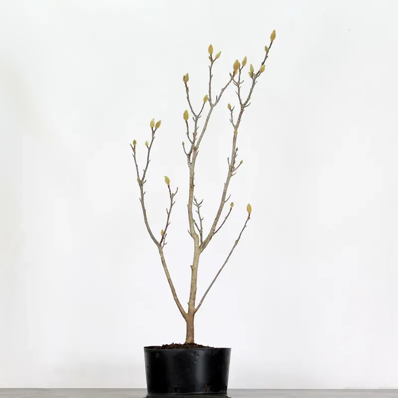 Bonsai Magnolia