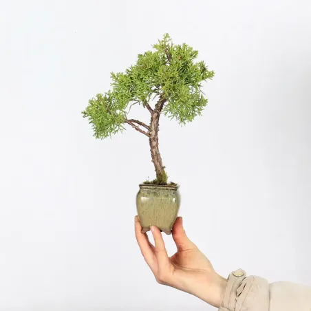 Bonsai Genévrier shohin