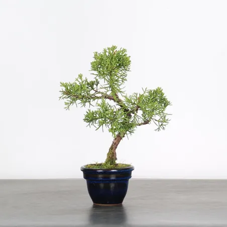 image supplémentaire - JUNIPERUS CHINENSIS SHOHIN 1-5