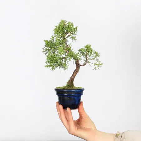 Bonsai Genévrier shohin