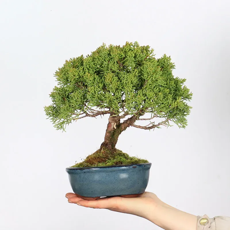 GENÉVRIER SHOHIN "JUNIPERUS CHINENSIS KISHU" 1-10