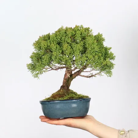 JUNIPERUS CHINENSIS SHOHIN 1-10