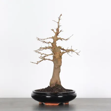 Bonsai Erable Burger AB-1-1