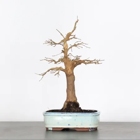 Bonsai Erable Burger AB-1-2