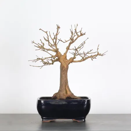 Bonsai Erable Burger AB-1-3