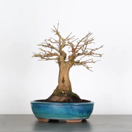 Bonsai Erable Burger AB-1-4