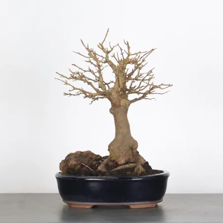 Bonsai Erable Burger AB-1-6