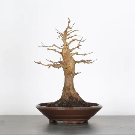 Bonsai Erable Burger AB-1-7