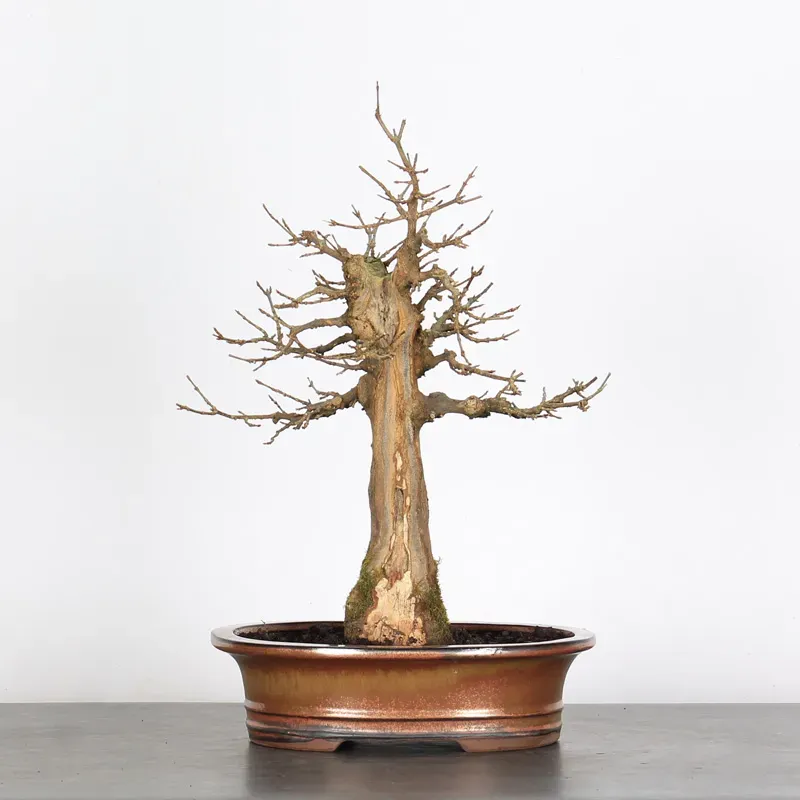 Bonsai Erable Burger AB-1-8