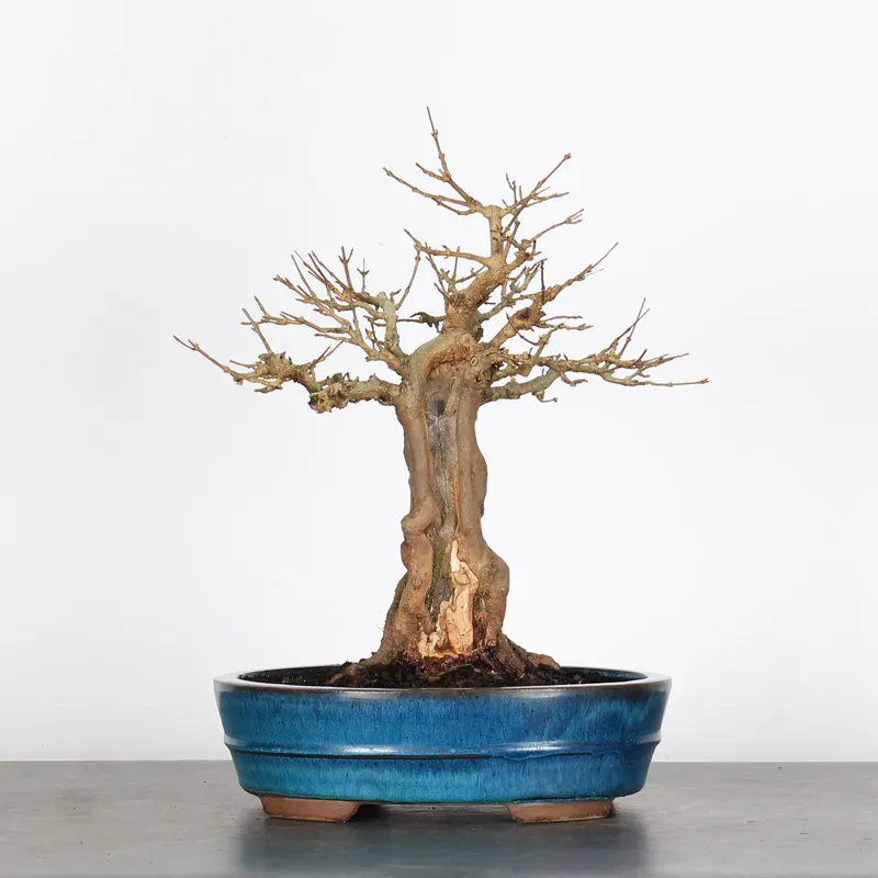 Bonsai Erable Burger AB-1-9