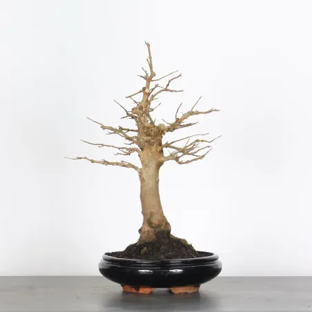 Bonsai Erable Burger AB-1-10