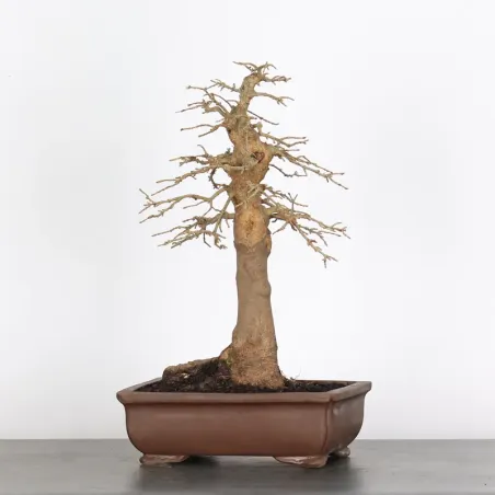 Bonsai Erable Burger AB-2-1