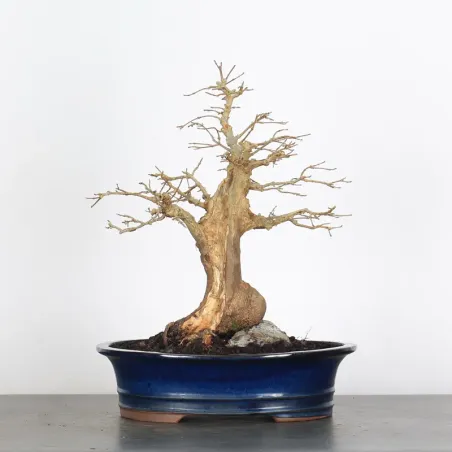 Bonsai Erable Burger AB-2-3