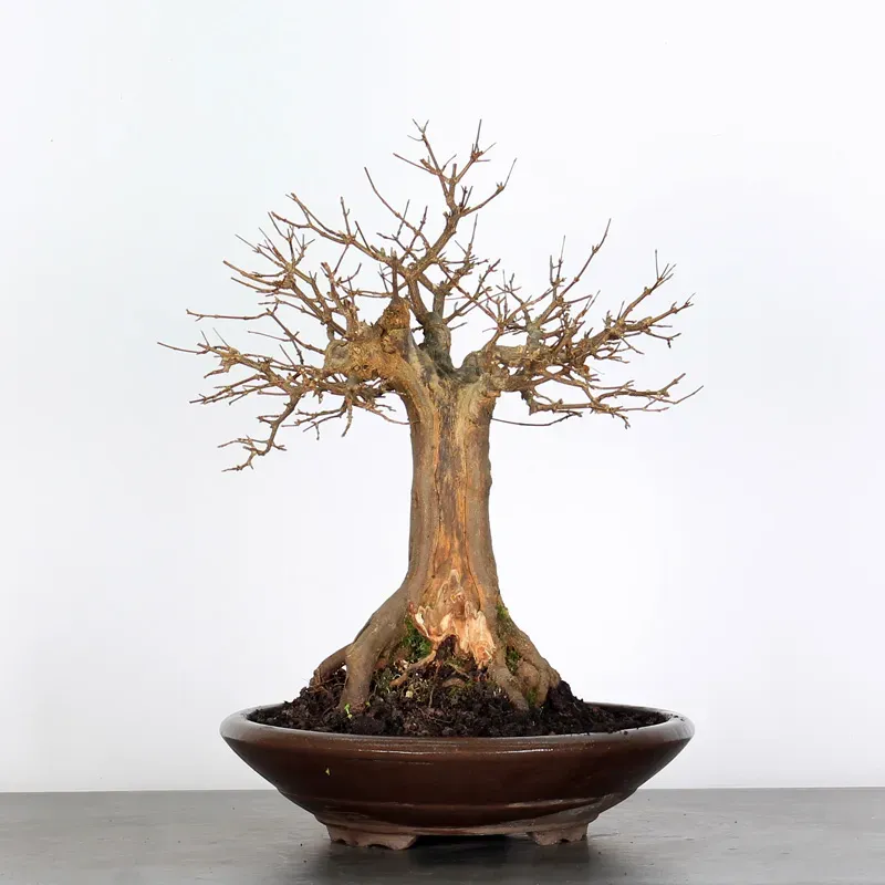 Bonsai Erable Burger AB-3-3