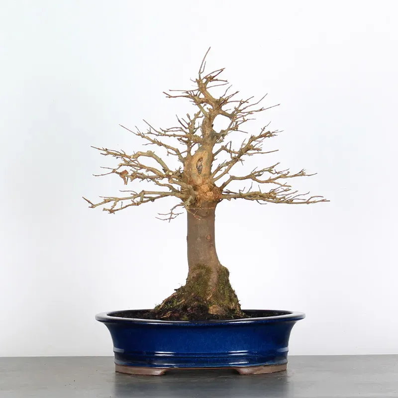 Bonsai Erable Burger AB-3-5