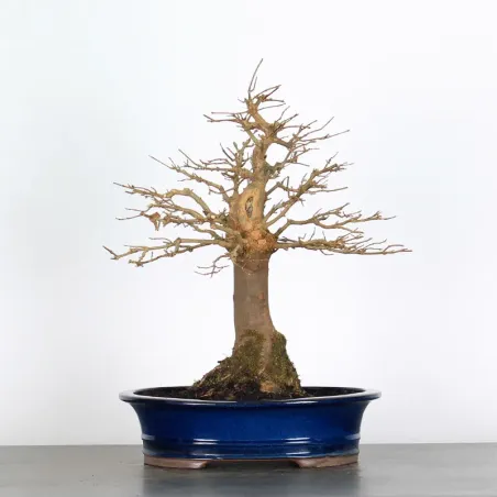 Bonsai Maple Burger AB-3-5