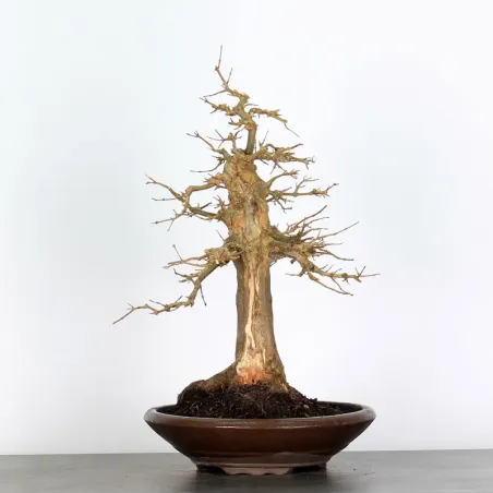 Bonsai Erable Burger AB-3-6