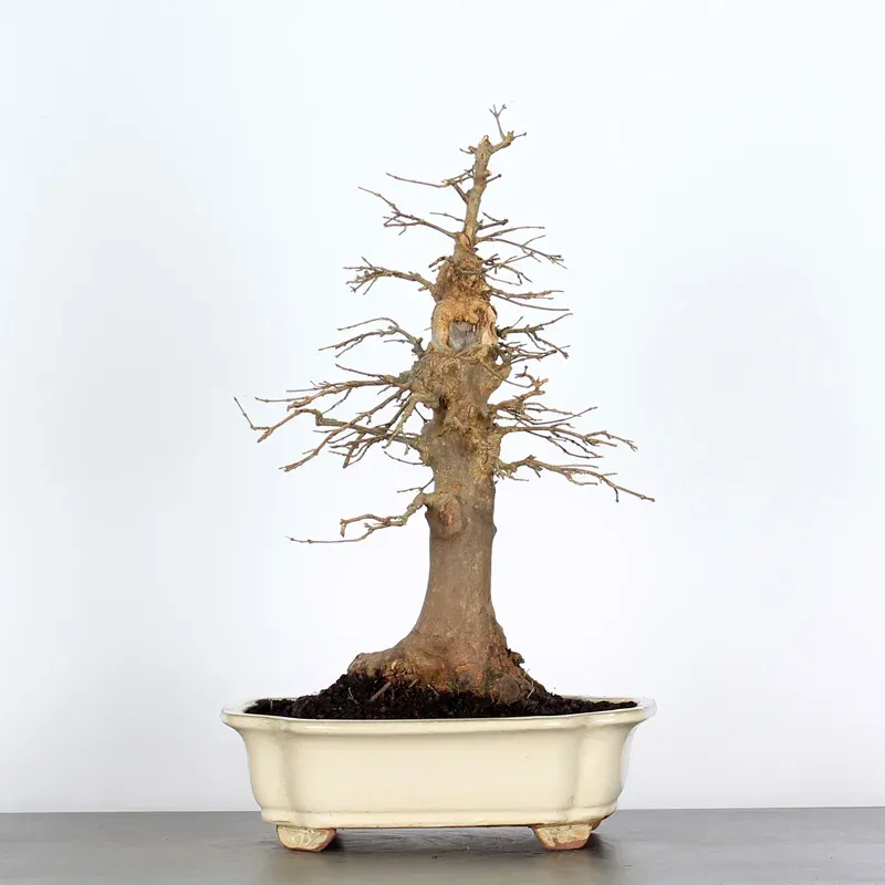 Bonsai Erable Burger AB-3-7