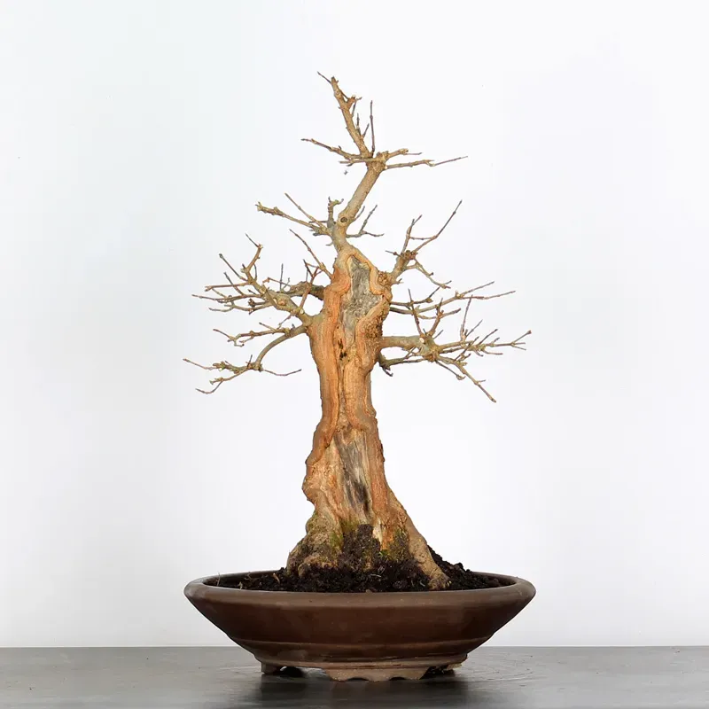 Bonsai Erable Burger AB-3-9