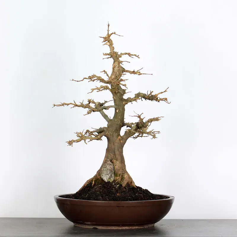 Bonsai Erable Burger AB-5-5