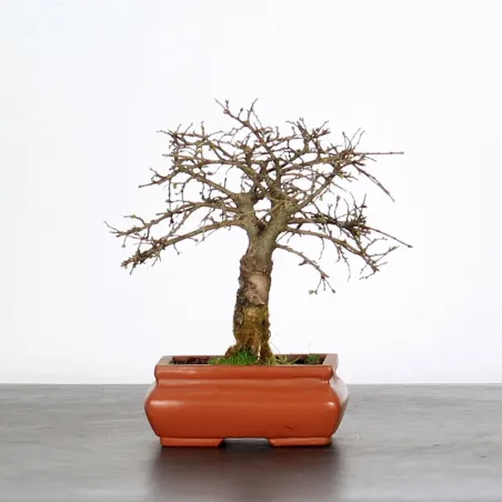 Bonsai Chinese Elm OR-1-1