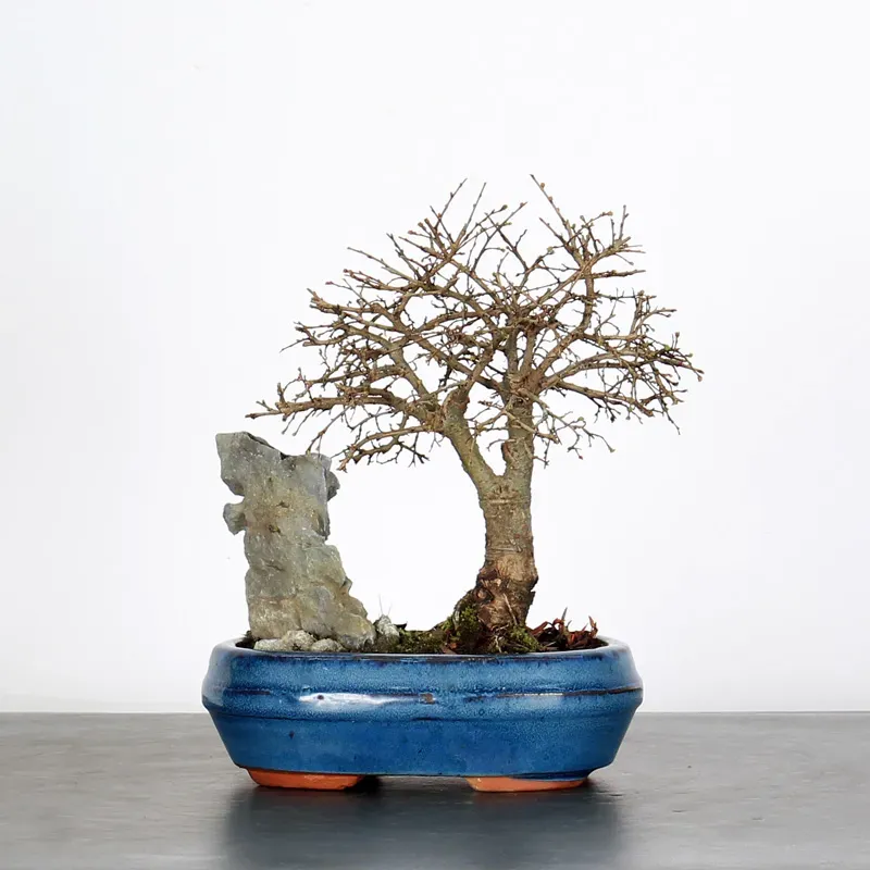 Bonsai Orme de Chine OR-1-2