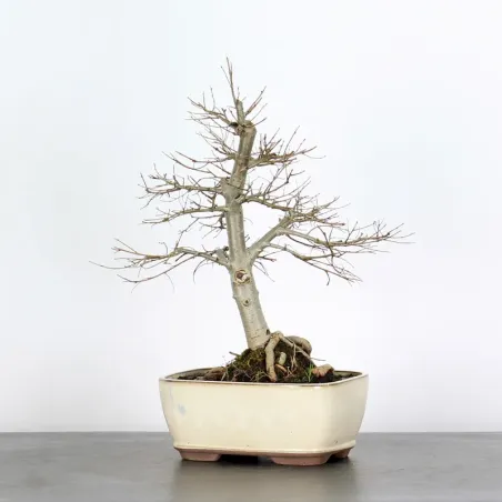 Bonsai Orme de Chine OR-1-6