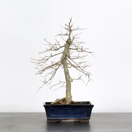 Bonsai Orme de Chine OR-1-7