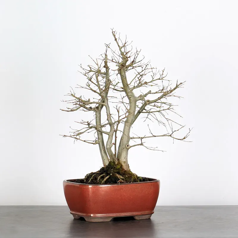 Bonsai Chinese Elm OR-1-8