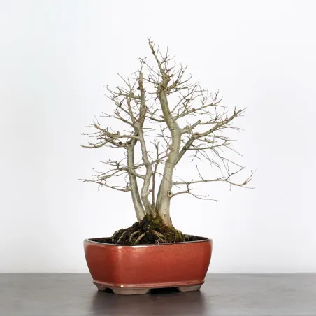 Bonsai Orme de Chine OR-1-8