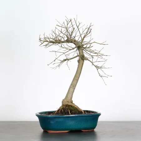 Bonsai Orme de Chine OR-1-9