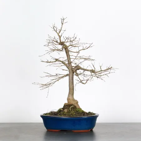 Bonsai Orme de Chine OR-1-10