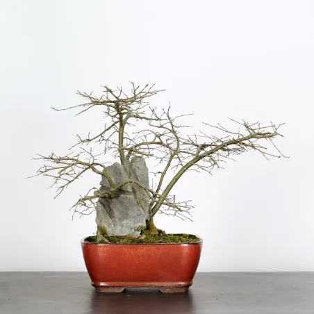 Bonsai Chinese Elm OR-1-11