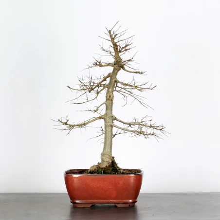 Bonsai Chinese Elm OR-1-12