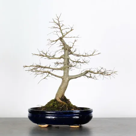 Bonsai Orme de Chine OR-2-9