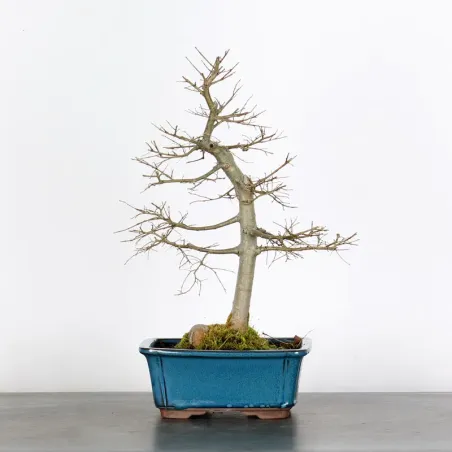 Bonsai Orme de Chine OR-2-10