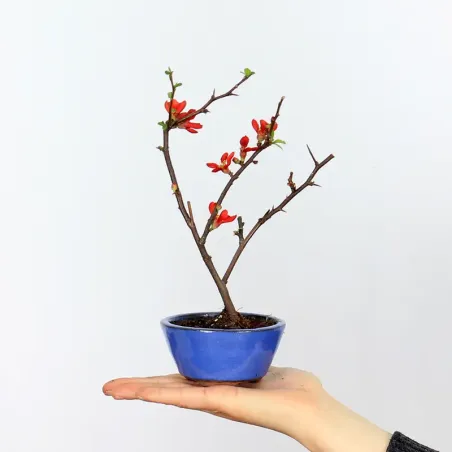 Bonsai Chaenomeles Japonica