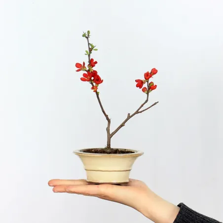 Bonsai Chaenomeles Japonica