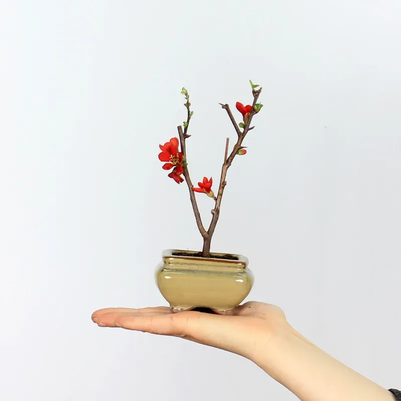 Bonsai Chaenomeles Japonica