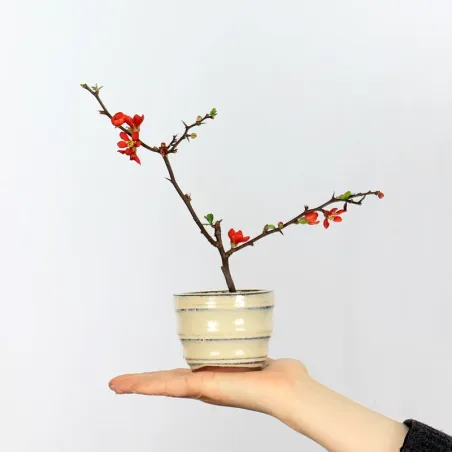 Bonsai Chaenomeles Japonica