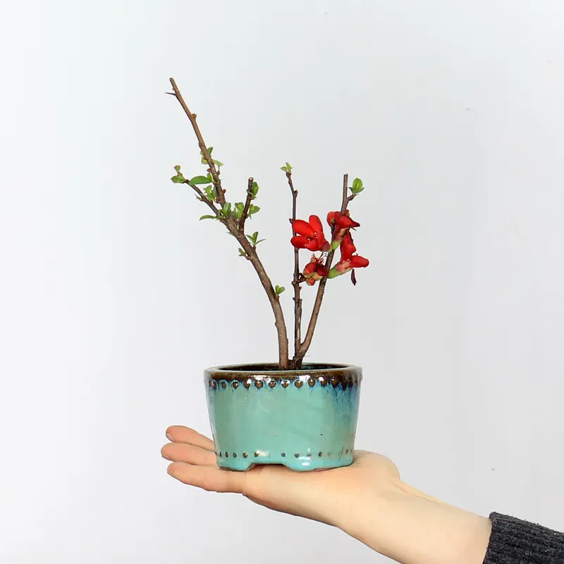 Bonsai Chaenomeles Japonica