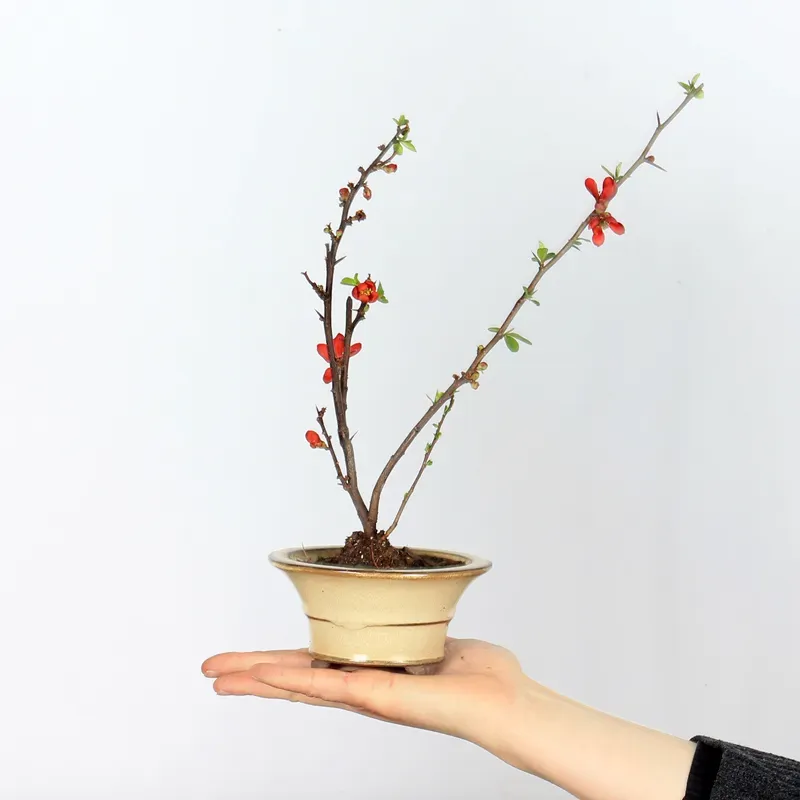 Bonsai Chaenomeles Japonica