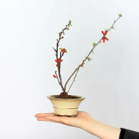 Bonsai Chaenomeles Japonica