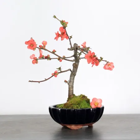 COGNASSIER DU JAPON "CHAENOMELES JAPONICA" 1-10