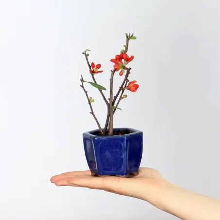 Bonsai Chaenomeles Japonica