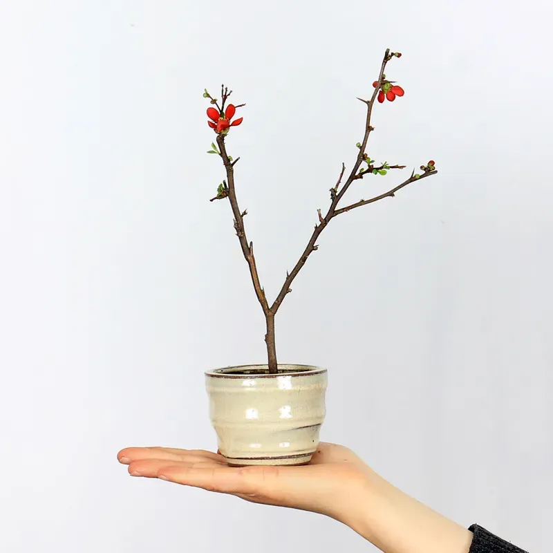 Bonsai Chaenomeles Japonica