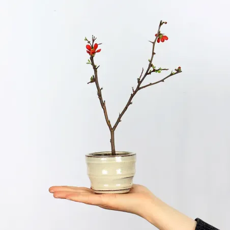 Bonsai Chaenomeles Japonica